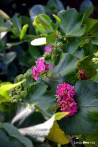 FLORIDA HYDRANGEA BLOOM